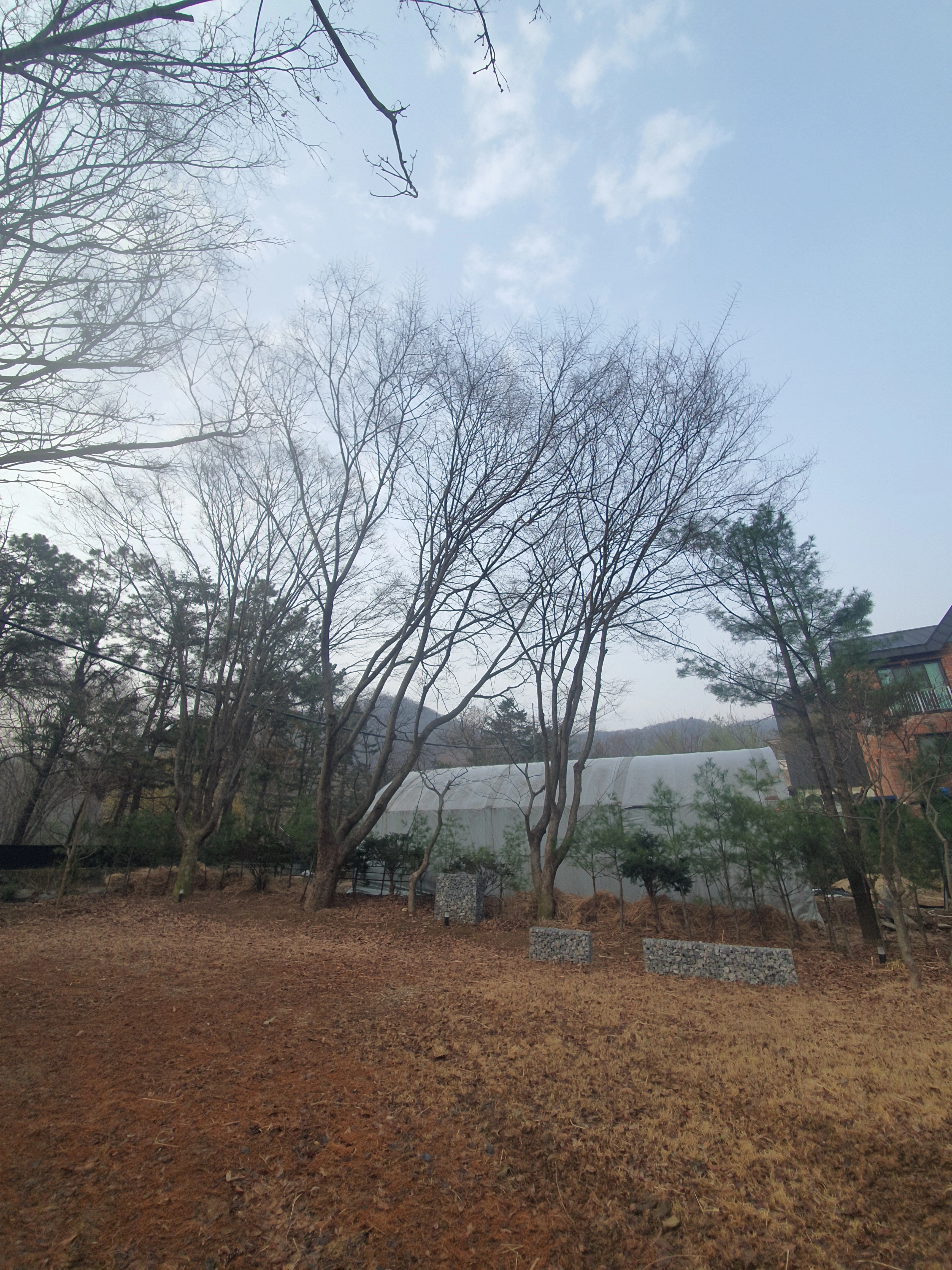 가지치기 시공 사례 7 — 수원 벌목업체 · 보배종합건설