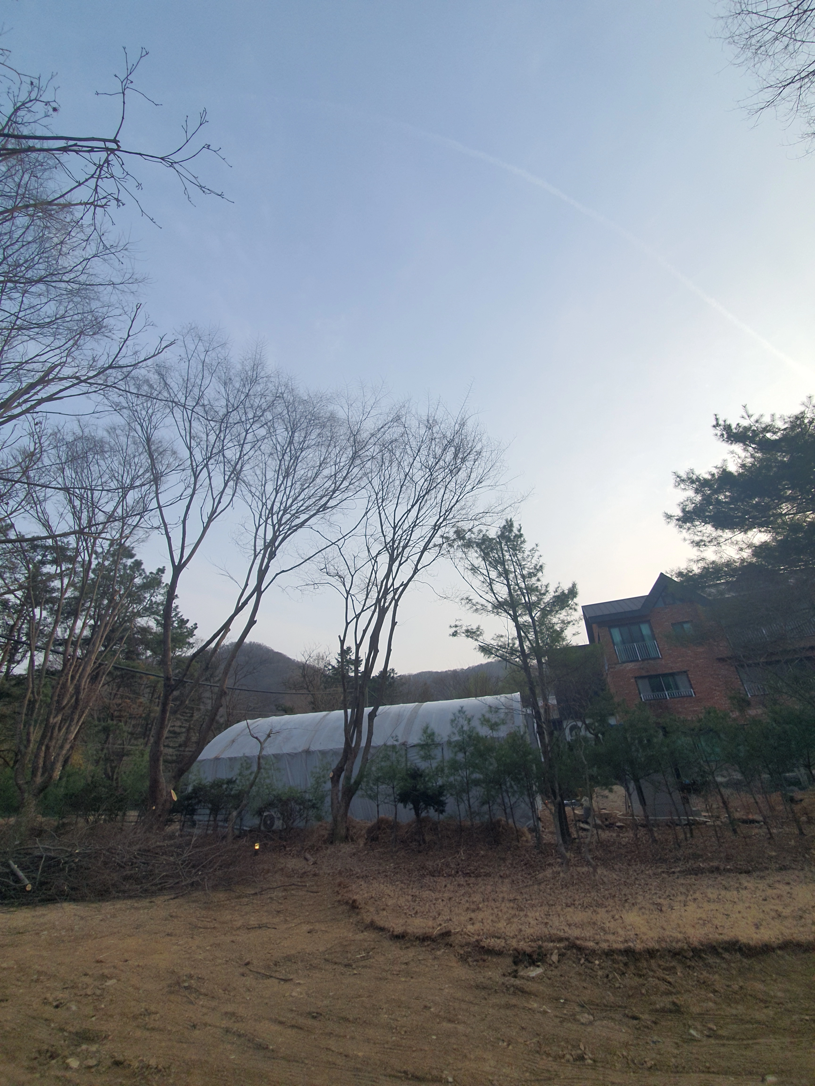 가지치기 시공 사례 2 — 마포 벌목업체 · 보배종합건설