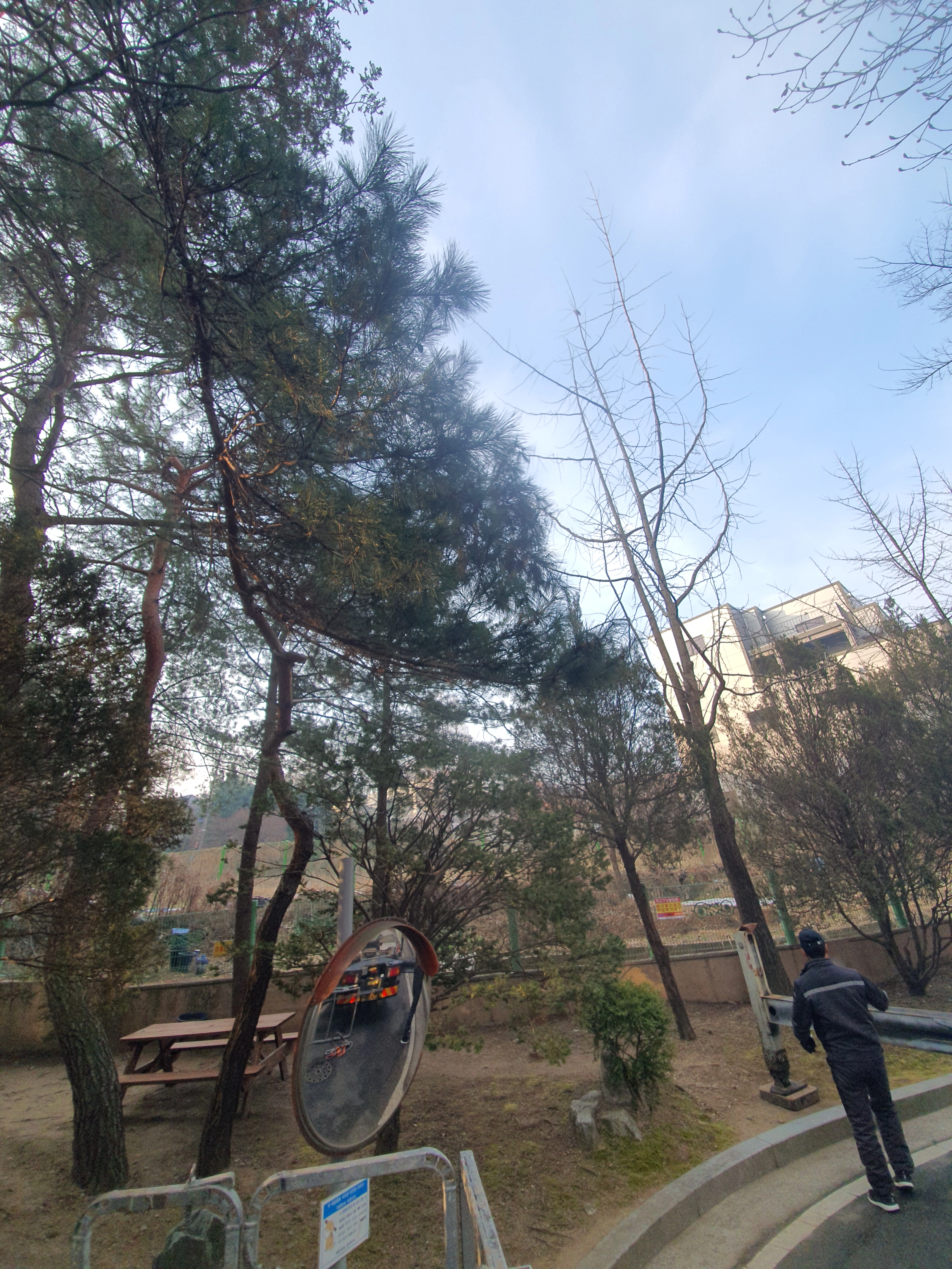 가지치기 시공 사례 9 — 마포 벌목업체 · 보배종합건설